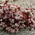 Pink Jasmine Live Starter Plant | Jasminum polyanthum | Fragrant Climbing Vine Indoor & Outdoor