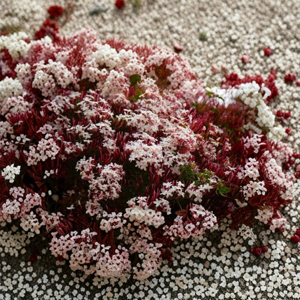 Pink Jasmine Live Starter Plant | Jasminum polyanthum | Fragrant Climbing Vine Indoor & Outdoor