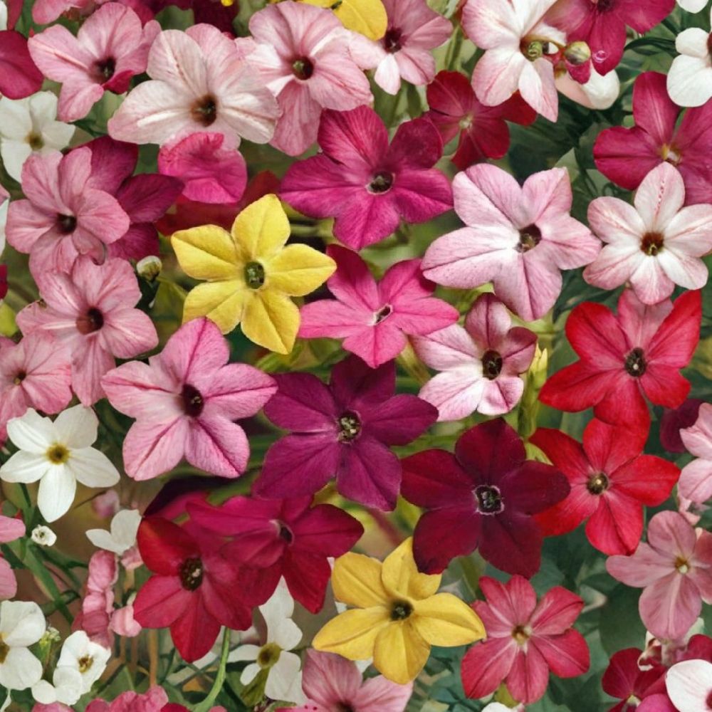 Jasmine Tobacco Seeds Nicotiana alata Sensation Mix 5000+ Seeds Fragrant Evening Flowers