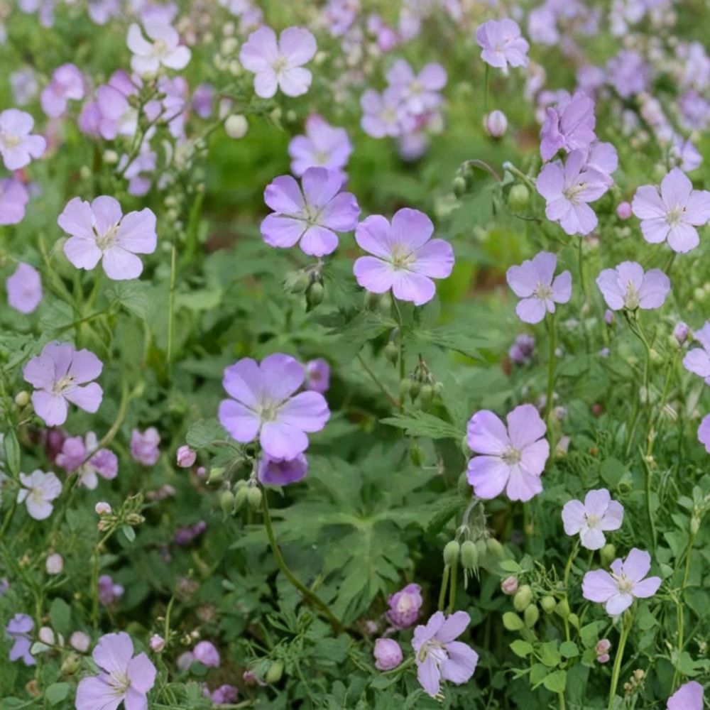 Wild Geranium Bare Roots – Geranium maculatum | 10 Native Woodland Perennials