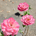 Nicole Everblooming Floribunda Rose – Rosa Hybrid Live Bush Plant | 2 Gallon | White & Pink Flowering Shrub