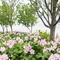 Beth Chatto Geranium Seeds – 25+ Premium Pelargonium Flower Seeds for Vibrant Garden Blooms