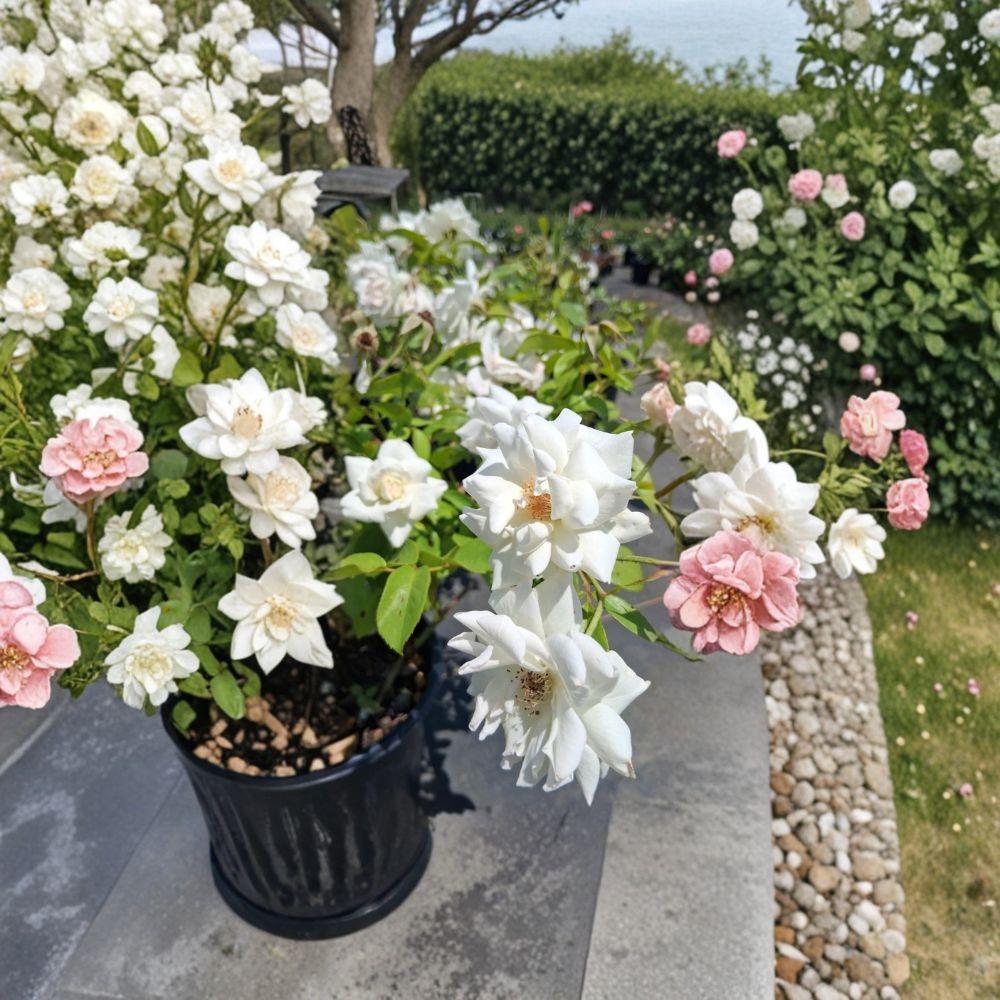 Iceberg Floribunda Rose Live Plant | 2 Gallon Pure White Rosa Hybrid