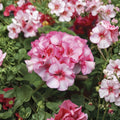 Horizon New Star Geranium Seeds – F1 Hybrid Pelargonium | 15 Premium Seeds for Compact Flowering Plants