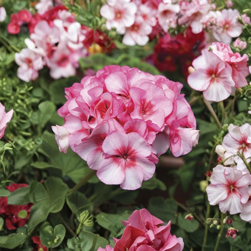 Horizon New Star Geranium Seeds – F1 Hybrid Pelargonium | 15 Premium Seeds for Compact Flowering Plants