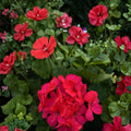 Presto Dark Fuchsia Geranium Seeds – 25+ Premium Flower Seeds for Vibrant Patio & Balcony Gardens