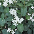 Madagascar Jasmine Plant – Stephanotis floribunda Live Starter | Fragrant White Climbing Vine