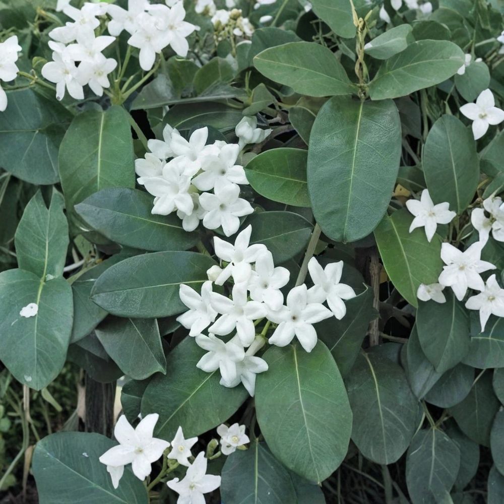 Madagascar Jasmine Plant – Stephanotis floribunda Live Starter | Fragrant White Climbing Vine