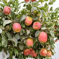 Apple Babe Dwarf Apple Tree – Malus domestica Bare Root | 32–36 Inches Tall | M111 Rootstock | Sweet Crisp Red Apples | Heat Tolerant