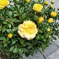 Julia Child Floribunda Rose – 5 Gallon Butter Gold Flowering Rose | 2006 AARS Winner