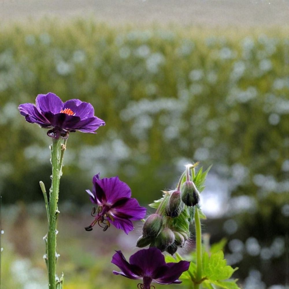 Lisa Geranium Seeds – Pelargonium Flower Seeds | 25+ Seeds for Colorful Garden Blooms
