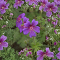 Geranium pratense Painter’s Palette Mix – 10+ Flower Seeds | Pollinator Friendly Perennial