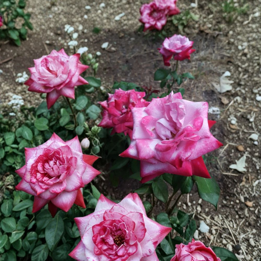 Paradise Hybrid Tea Rose – 1 Gallon Lavender Pink Magenta Fragrant Live Plant