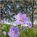 Irish Blue Geranium Seeds – 25+ Premium Flower Seeds for Patio & Balcony