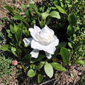 Gardenia Live Plants – 2 Heirloom Cape Jasmine Bushes | 6 Inch Rooted Cuttings | Fragrant White Flower Shrub