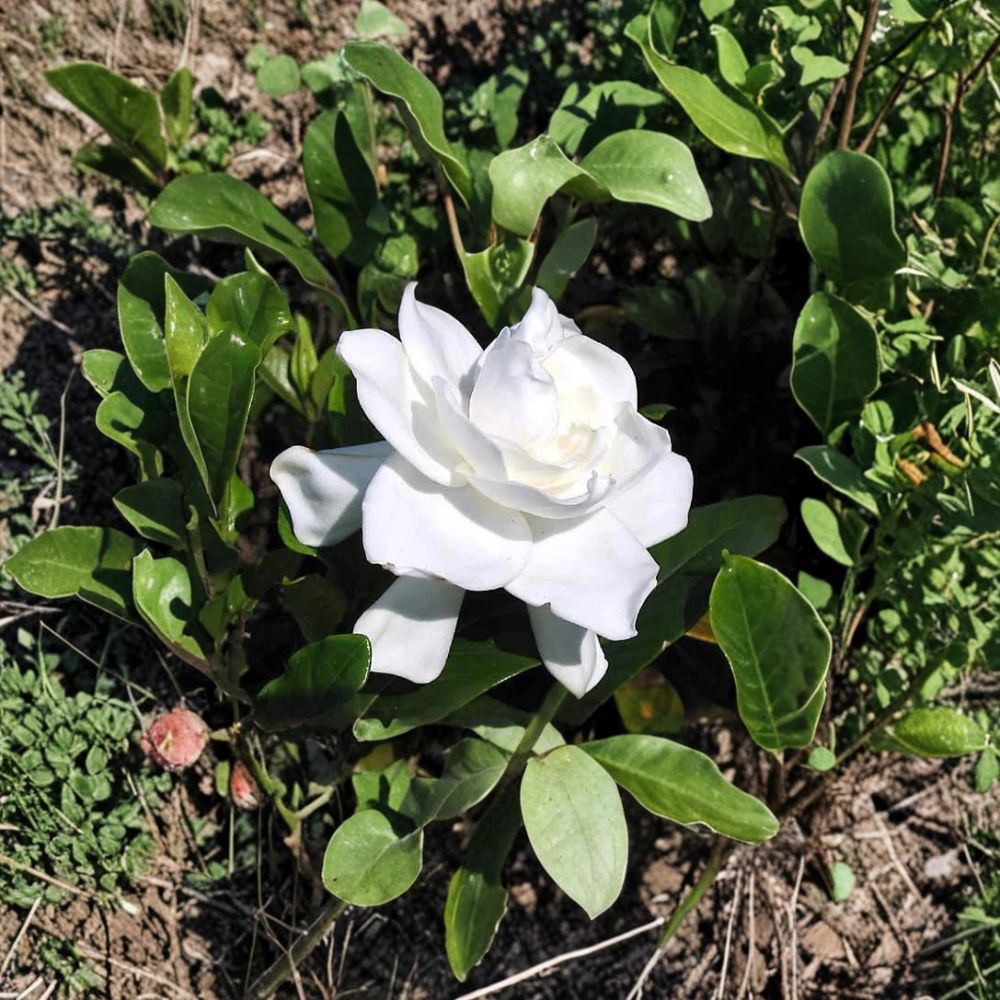 Gardenia Live Plants – 2 Heirloom Cape Jasmine Bushes | 6 Inch Rooted Cuttings | Fragrant White Flower Shrub
