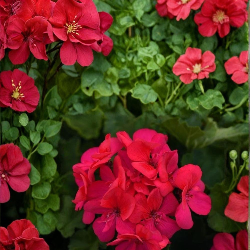 Presto Dark Fuchsia Geranium Seeds – 25+ Premium Pelargonium Flower Seeds for Vibrant Garden Blooms