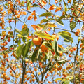 American Persimmon Tree – Diospyros virginiana Live Seedling | 3 Feet Tall | 1 Gallon Pot | Cold Hardy Native Fruit Tree