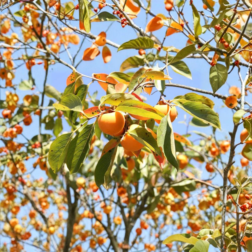 American Persimmon Tree – Diospyros virginiana Live Seedling | 3 Feet Tall | 1 Gallon Pot | Cold Hardy Native Fruit Tree