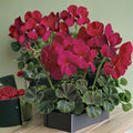 Bullseye Cherry Geranium Seeds - 100 Pelargonium Seeds with Cherry Red Blooms & Chocolate Foliage