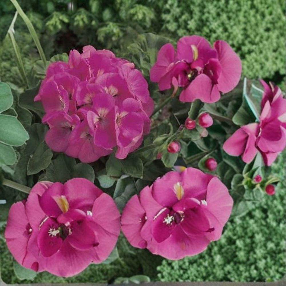 Geranium Maverick Pink Pelargonium Seeds - 1,000 Bright Pink Flowers, Robust Garden Geranium