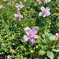Double Pink Althea Rose of Sharon – Hibiscus syriacus Live Plant | 1 Gallon Flowering Shrub