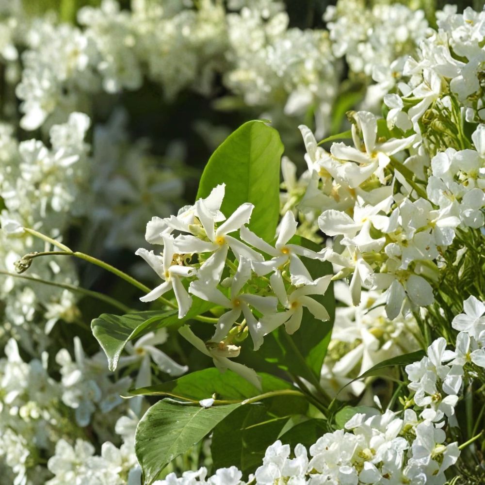 Confederate Star Jasmine Live Plant | Trachelospermum jasminoides | Fragrant White Flower Vine