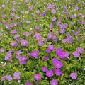 New Hampshire Purple Geranium Seeds – 25+ Premium Flower Seeds for Vibrant Purple Blooms