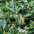 Night Blooming Jasmine Plant – Cestrum nocturnum Live Starter 4–6 Inches Tall