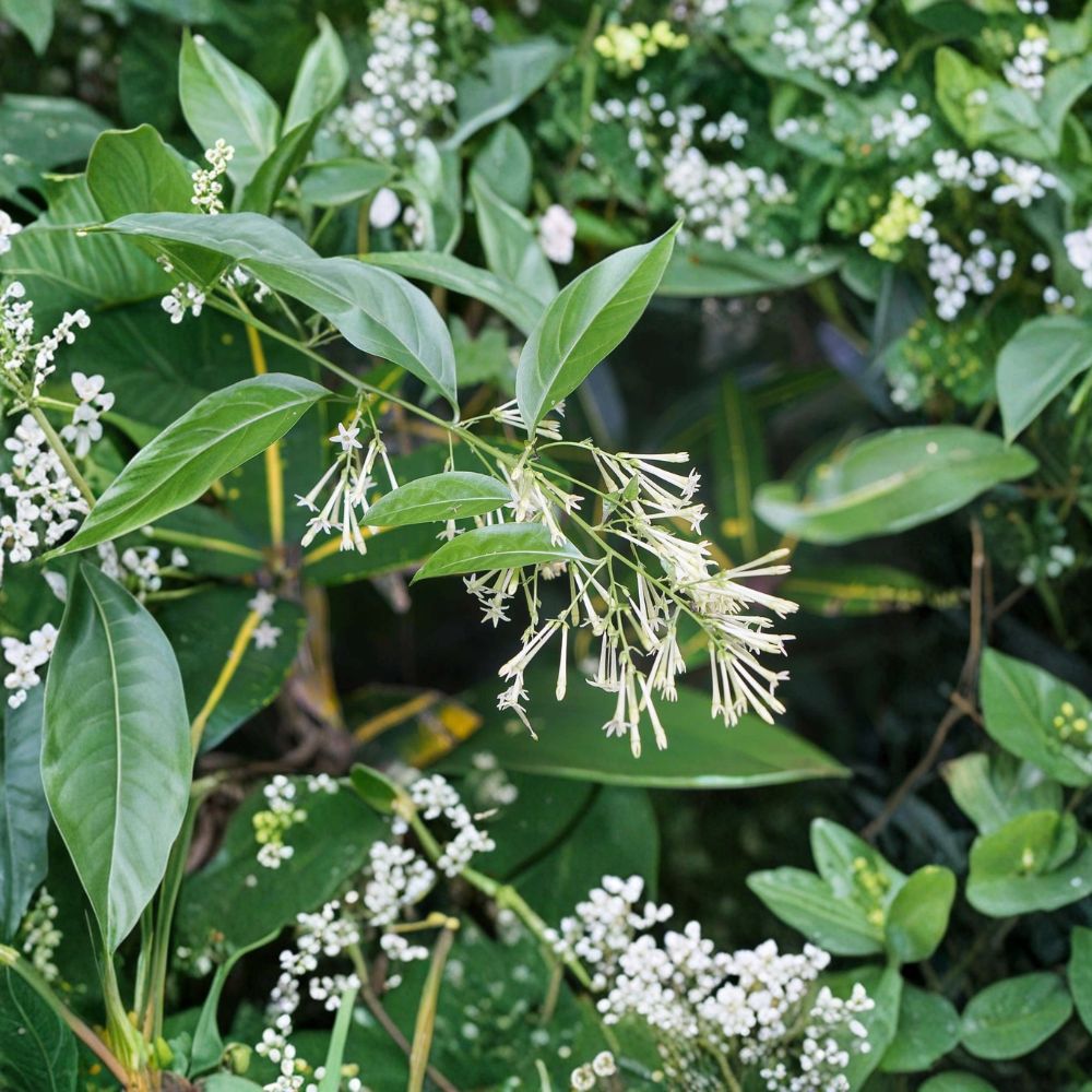 Night Blooming Jasmine Plant – Cestrum nocturnum Live Starter 4–6 Inches Tall