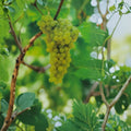 Lakemont Seedless White Grape Vine – Vitis vinifera Live Plant | 2 Gallon | Self-Fertile Seedless Table Grape