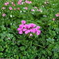 Reach Out Light Purple Geranium Seeds – 100 Ivy Pelargonium Seeds for Trailing Pastel Purple Flowers