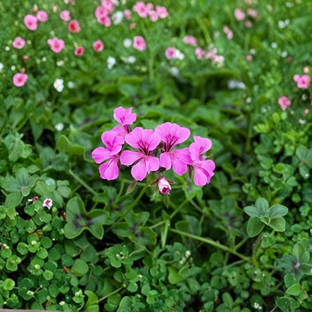 Reach Out Light Purple Geranium Seeds – 100 Ivy Pelargonium Seeds for Trailing Pastel Purple Flowers