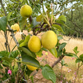 Honey Jar Asian Pear Tree Bare Root 32-36 Inches | Pyrus betulifolia Rootstock | Early Sweet Crisp Fruit