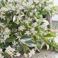 Variegated Confederate Jasmine Live Starter Plant | Trachelospermum jasminoides | Fragrant Climbing Vine Indoor Outdoor