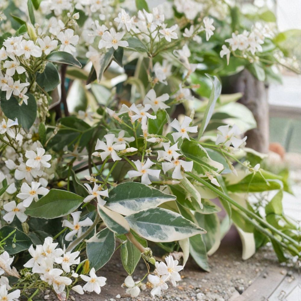 Variegated Confederate Jasmine Live Starter Plant | Trachelospermum jasminoides | Fragrant Climbing Vine Indoor Outdoor