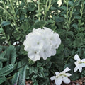 Geranium Maverick White Pelargonium Seeds - 1,000 Pure White Blooms, Robust Garden Geranium