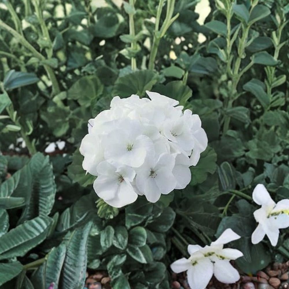 Geranium Maverick White Pelargonium Seeds - 1,000 Pure White Blooms, Robust Garden Geranium