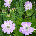Hexham Lace Geranium Seeds – 25+ Premium Hardy Geranium Flower Seeds for Cottage Gardens
