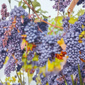Venus Blue Grape Vine – Vitis Hybrid Live Plant | 3 Gallon Size | Sweet Blue Grapes