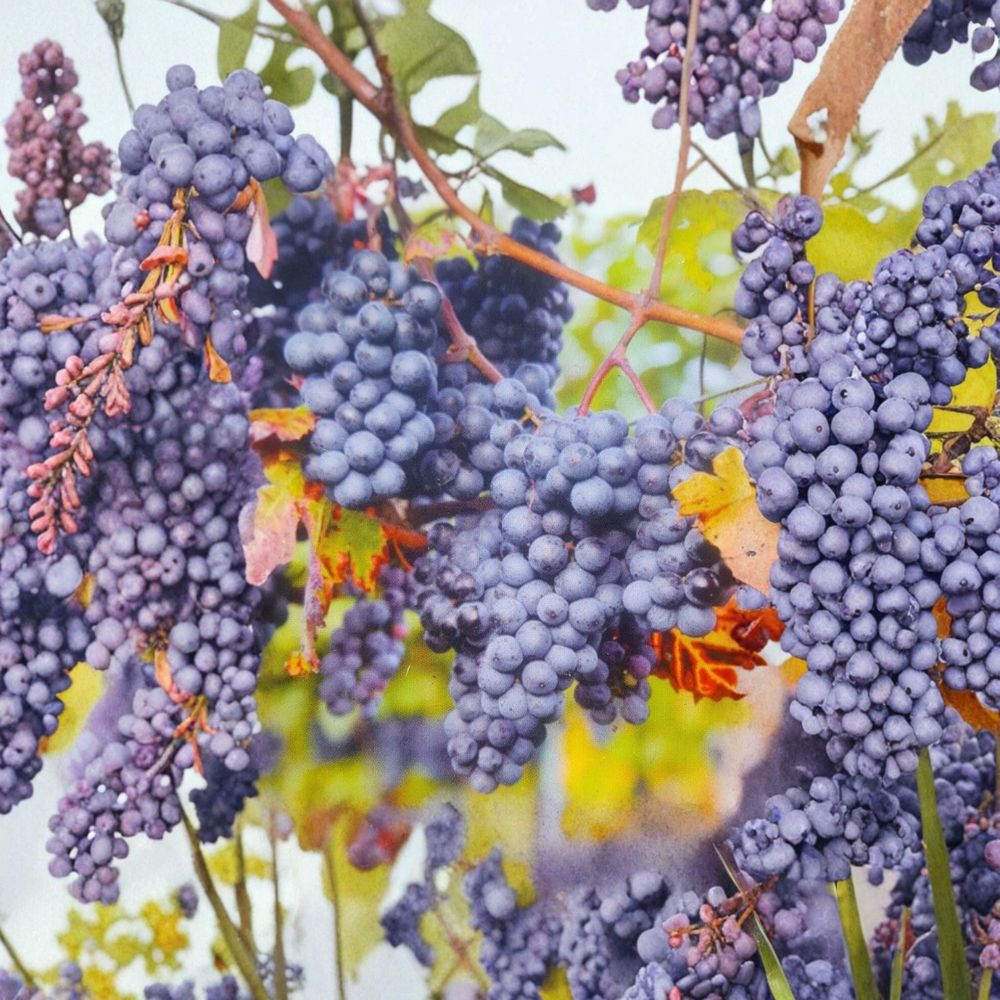 Venus Blue Grape Vine – Vitis Hybrid Live Plant | 3 Gallon Size | Sweet Blue Grapes
