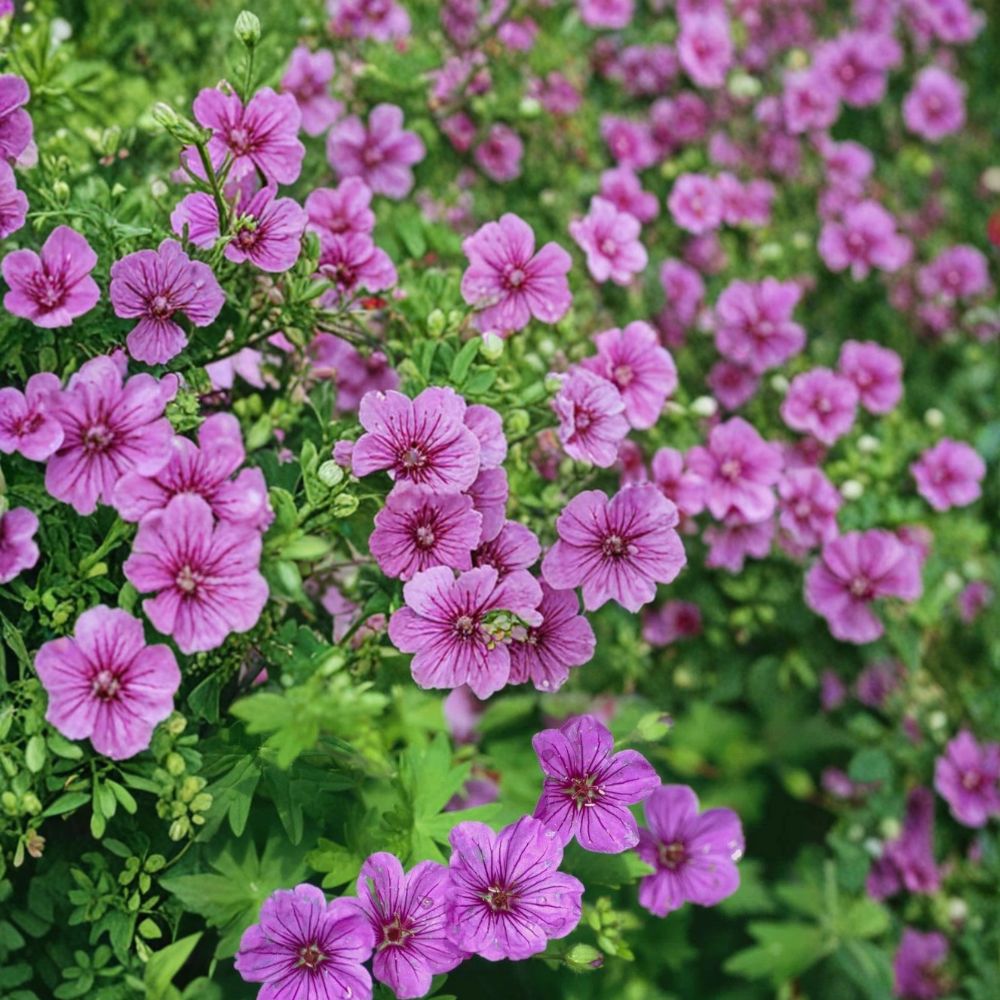 Dilys Geranium Seeds – Pelargonium Flower Seeds | 25+ Seeds | Easy to Grow Patio & Balcony Plants