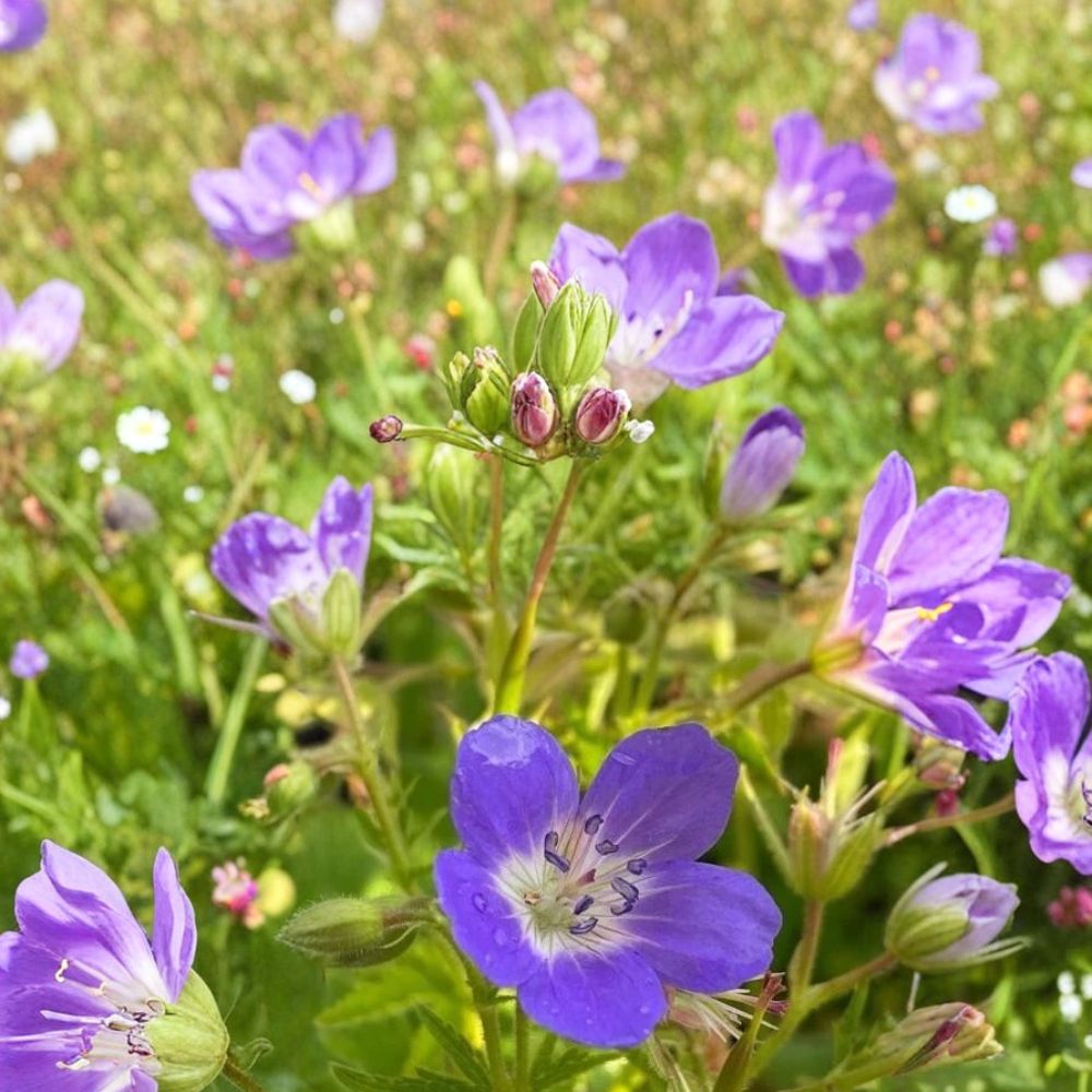 Amy Doncaster Geranium Seeds – 25+ Premium Pelargonium Flower Seeds for Vibrant Garden Blooms