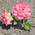 Nicole Everblooming Floribunda Rose – Rosa Hybrid Live Bush Plant | 5 Gallon White & Pink Flowering Rose Shrub