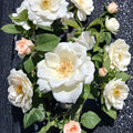 White Lightnin Grandiflora Rose – 2 Gallon Live Rosa Hybrid Plant with Pure White Blooms
