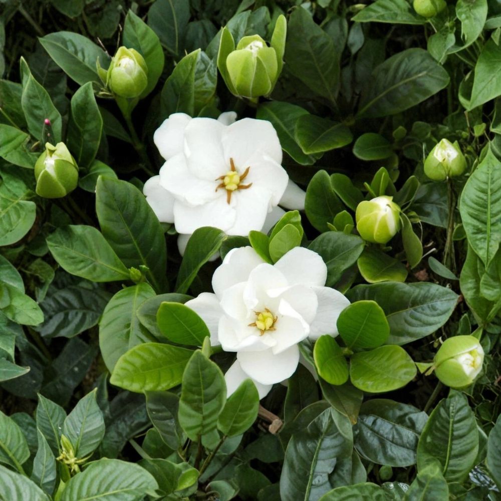 Gardenia ‘Buttons’ Live Plant – Double White Flowers in 2.5 Qt Pot | Dwarf Fragrant Cape Jasmine Shrub