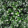 Confederate Jasmine Cuttings – 55 Unrooted Trachelospermum jasminoides 6–12 Inch Fragrant Vine