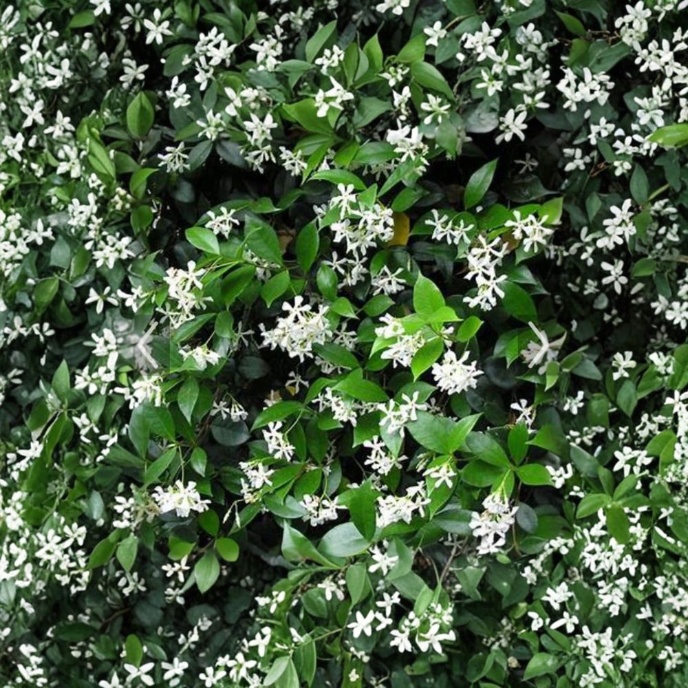 Confederate Jasmine Cuttings – 55 Unrooted Trachelospermum jasminoides 6–12 Inch Fragrant Vine