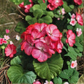 Maverick Scarlet Picotee Geranium Seeds – 100 Zonal Pelargonium Seeds for Garden & Patio