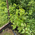 Variegated Honeysuckle Vine – Lonicera japonica ‘Mint Crisp’ Live Plant | Fragrant Climbing Vine with Cream & Green Foliage